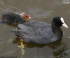 Eurasian coot