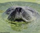 A seal in the water