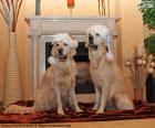 Two Golden retriever with Santa hats for Christmas