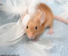 A curious mouse between white feathers