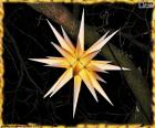 Moravian star