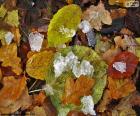 Leaves and ice