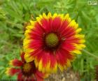 Red and yellow bicolor flower Gaillardia pulchella