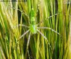 Green lynx spider