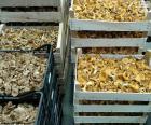 Boxes of mushrooms in a market for sale