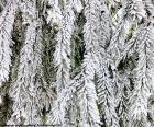 Branches of fir completely frozen in a day is very cold winter