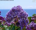 Flowers of Limonium perezii a plant native to the Canary Islands, Spain