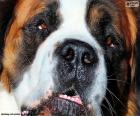 Image of the head of a Saint Bernard, a breed of dog originating in the Alps