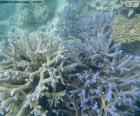 A marine coral, are a polyp which lives in colonies in tropical seas marine funds