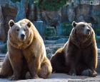 Two huge brown bears in a Zoo