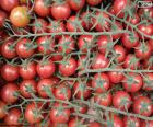 Tomato in branch