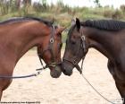 Two beautiful horses one in front of the other