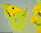Butterfly lime