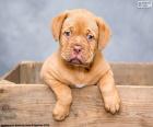 Dogue de Bordeaux puppy a breed of dog of French origin