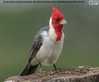 Red-crested cardinal