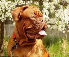 Image of the head of a Dogue de Bordeaux