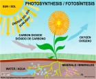 Photosynthesis is the process by which plants make food from light, water, nutrients, and carbon dioxide