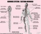 Nervous system