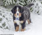 Bernese Mountain Dog puppy