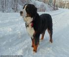 The Bernese Mountain Dog is a breed of large dog and is originally from Switzerland