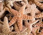 Sea stars