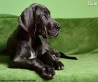 Great Dane puppy