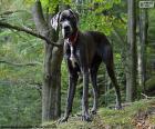 Great Dane