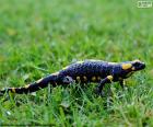 The fire salamander is a species of terrestrial habits, his skin is black with yellow spots