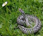 Common European viper is a species of venomous snake