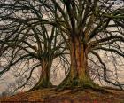 Two old trees without leaves in winter