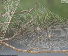 A spider's web is a structure built by a spider with its silk