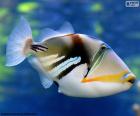 Picasso triggerfish