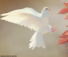 A beautiful white dove flying, the White Dove is representative of peace