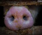 The snout of the pig is long and at the end of it, we have your flat nose, with two large nostrils