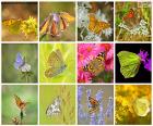 Collage of butterflies