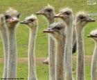 A large group of ostriches, the ostrich is a large non-flying bird