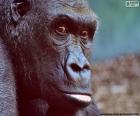 The head of an adult Gorilla, their DNA is 97-98% equal to the human