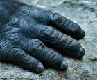 The hands of gorillas are also very similar to the human with five fingers