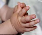 The delicate hands of a baby from 3 months comes the discovery of hands