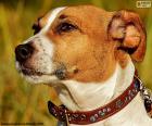 Head of a Jack Russell Terrier a breed of dog originating in the United Kingdom