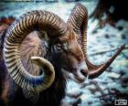 European Mouflon