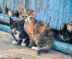 Three beautiful kittens of blue eyes, one of them hidden behind the blue door