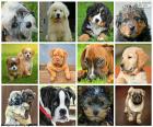 Collage of dogs