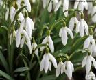 The snowdrop or common snowdrop is a perennial plant with white flowers