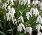 Snowdrop