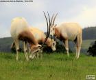 Scimitar oryx