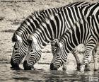 Three beautiful zebras drinking water in a pond in the middle of the savanna