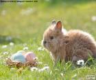 Rabbit and Easter eggs