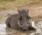 Wild boar in mud