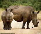 Two large rhinos in the middle of a road in the African savanna